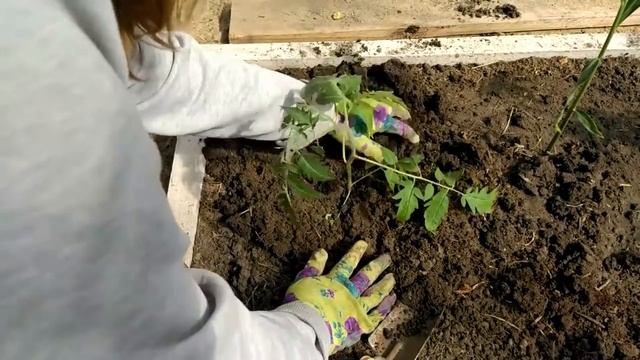 Выращивание помидор от посева семян до сбора урожая