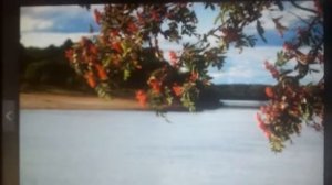 Осташкина Г.В. читает И.Суриков "Тонкая рябина"