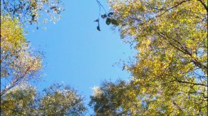 Природа России _ осень (1).mp4