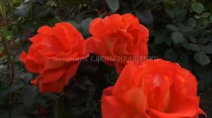 Роза МОНИКА. Наблюдаем за цветением. Елена Иващенко