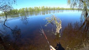 ЧЕХОНЬ ТАКТИКА И ТЕХНИКА ЛОВЛИ.Бамбарда,спиннинг,мушка.Припять,Беларусь!РЫБАЛКА