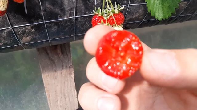 Клубника ??? сорт ароза. смотреть онлайн