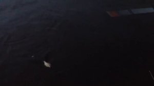 Рыбалка на Неве ,СПб. Лещ ушёл и не вернулся.