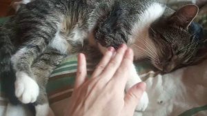 Асмр. Как мы вылечили кота от фип(инфекционный перитонит) Asmr