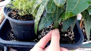 Брахихитон. Разница в листьях.