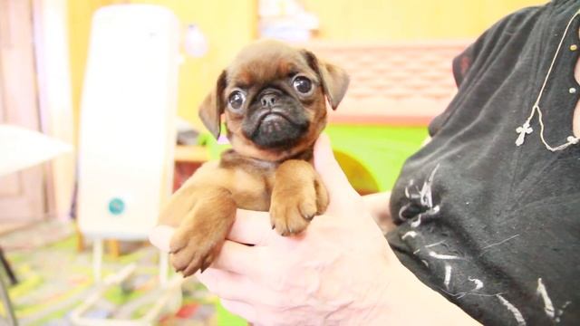 Рыжий пти брабансон - 2 мес - лицо смотреть онлайн