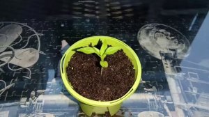 Chilli Padi Seedlings