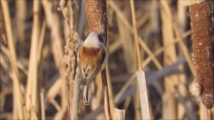 Ремез - Remiz pendulinus.mp4