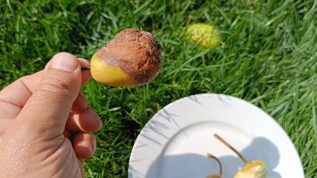 Летние груши Кудесница и Аллегро в Подмосковье 2022г смотреть онлайн