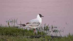 чайка озерная, Chroicocephalus ridibundus