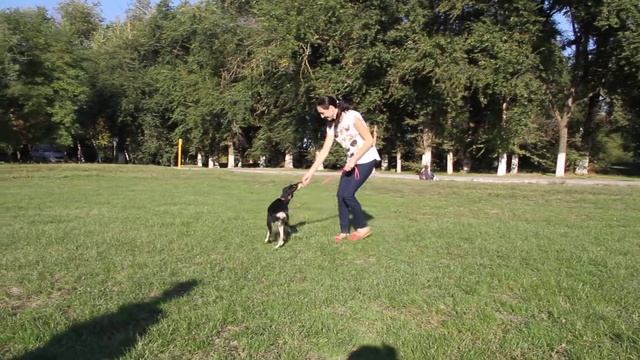 щенки салюки Дивина Роса - А смотреть онлайн