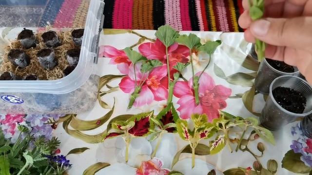 Заготовка черенков вербены, бегонии и других растений к следующему сезону. смотреть онлайн