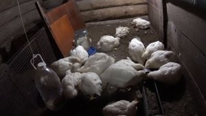 Содержание уток и бройлеров/ Собаки, деревенская жизнь.