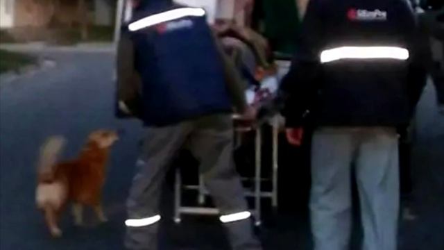 Никому никогда тебя не отдам! Пёс обнял парня лапами и не сдвинулся с места… смотреть онлайн