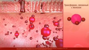 Пример 3D Видео механизма всасывания трехвалентного железа