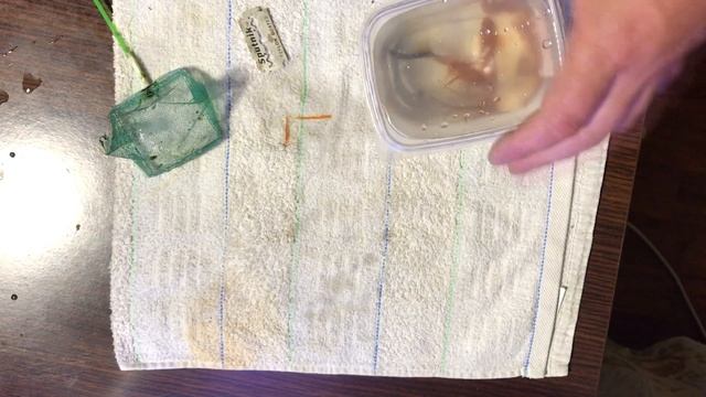 Обрезка Гоноподия у меченосца смотреть онлайн