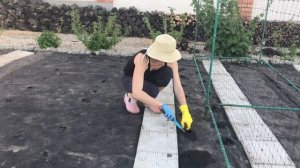 Выращивание  огурцов на агроволокне. Огород без хлопот!