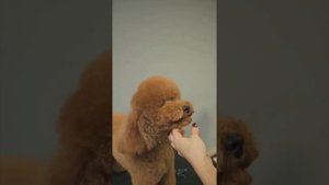 СТРИЖКА МАЛЬТИПУ / ОБУЧЕНИЕ ГРУМИНГУ / Эпизод МАСТЕР-КЛАССА / GROOM SCHOOL