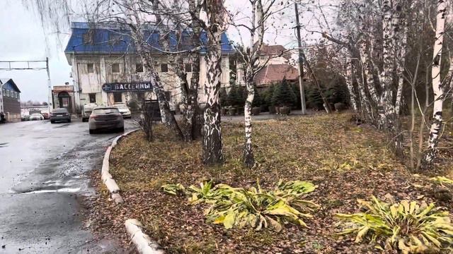 Голубые Ели VIP качества Стриженные, в наличии в Челябинске #ель #саженцы #питомникрастений #хвойны смотреть онлайн