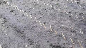 Сажаем черенки черной смородины 15 декабря