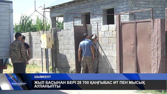 ЖЫЛ БАСЫНАН БЕРІ 28 700 ҚАҢҒЫБАС ИТ ПЕН МЫСЫҚ АУЛАНЫПТЫ смотреть онлайн