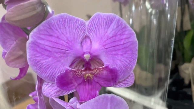 Обзор орхидей + новинки = хорошее настроение ??? смотреть онлайн