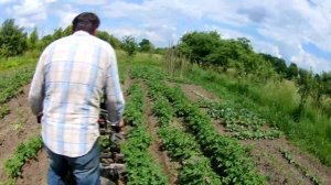 Работа тяжелым мотоблоком Кентавр .Окучивание картофеля дисковыми окучниками 3-й раз.