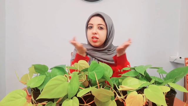 Philodendron cordatum care | All about philodendron cordatum neon