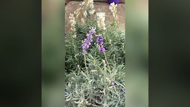 Лаванда. Такая разная лаванда. смотреть онлайн