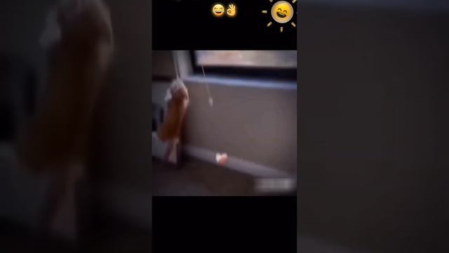 Приколы с животными с Озвучкой смотреть онлайн