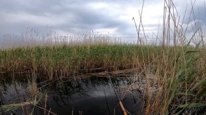 БОМБЕЗНЫЙ КЛЁВ!!! Рыбалка на карася на боковой кивок