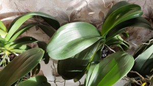 Как заставить цвести орхидею?