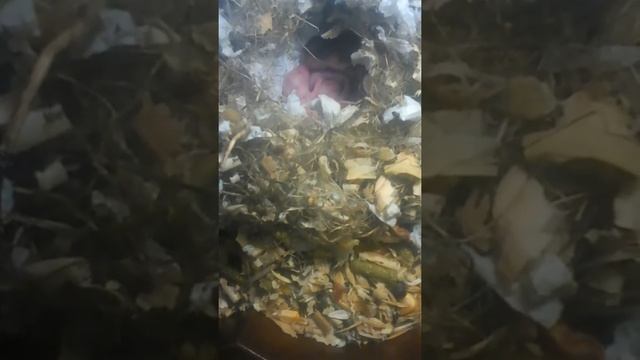 Как ухаживать за беременными хомяками смотреть онлайн