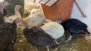 Зеленая Бункерная Кормушка для Индюшат своими руками