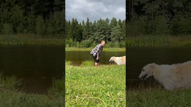 Гонки до пруда и обратно с Русской Борзой #русскаяборзая #funnydog #doglover #animal