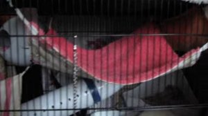 Уютный домик для крыс