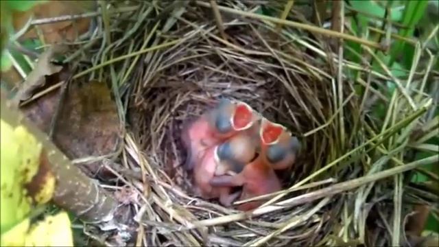 Голосистый соловей. ( отрывок ) смотреть онлайн