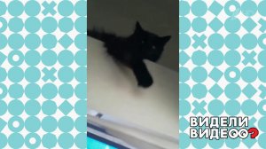 Кошка-дальнобойщица. Видели видео? Фрагмент выпуска от 03.11.2019