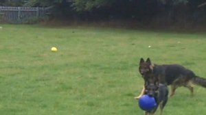 German Shepherds fooling around Lady & Roscoe.