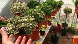 The Reorganisation