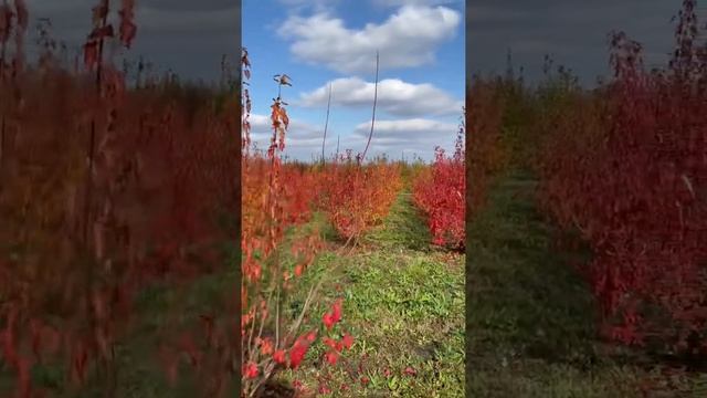 Клён Гиннала осенью в питомнике Ярус.