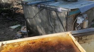 Восковая моль у меня отсутствует в принципе.