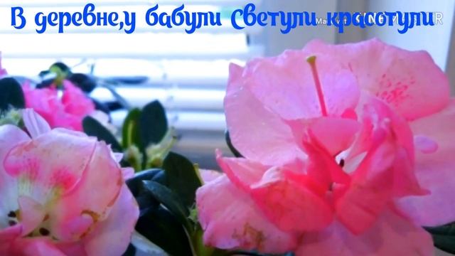 Мои комнатные цветы.Азалия.Красиво цветущие комнатные цветы.