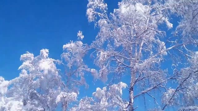 Барнаул столица мира. Красота зимней природы