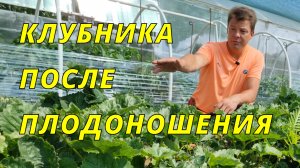клубника обязательно сделайте это после сбора урожая и клубника отблагодарит вас в следующем сезоне