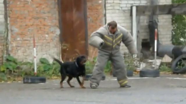 ротвейлеры Фарадей и Ирка смотреть онлайн