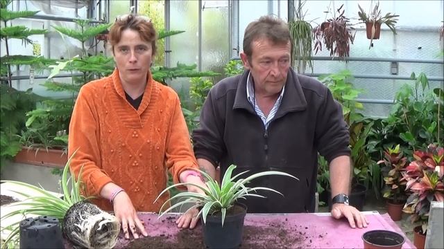 Tuto Jardinage: chlorophytum: Comment faire lEntretien et larrosage: Plantes vertes dintérieur