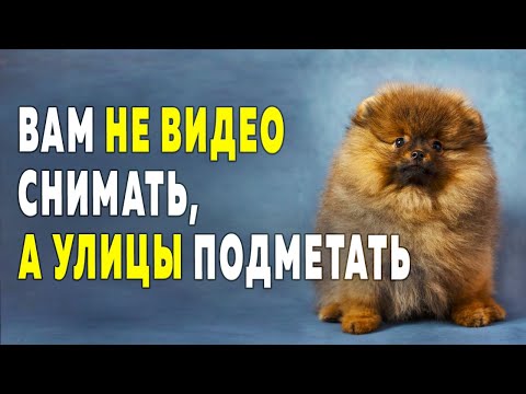 смотреть голая шпица