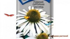 Рудбекия пурпурная Белая лебедь (belaya lebed) ? обзор: как сажать, семена рудбекии Белая лебедь