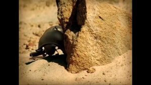 Minuscule: the dung beetle battle